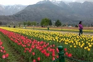 Mughal Gardens in Kashmir