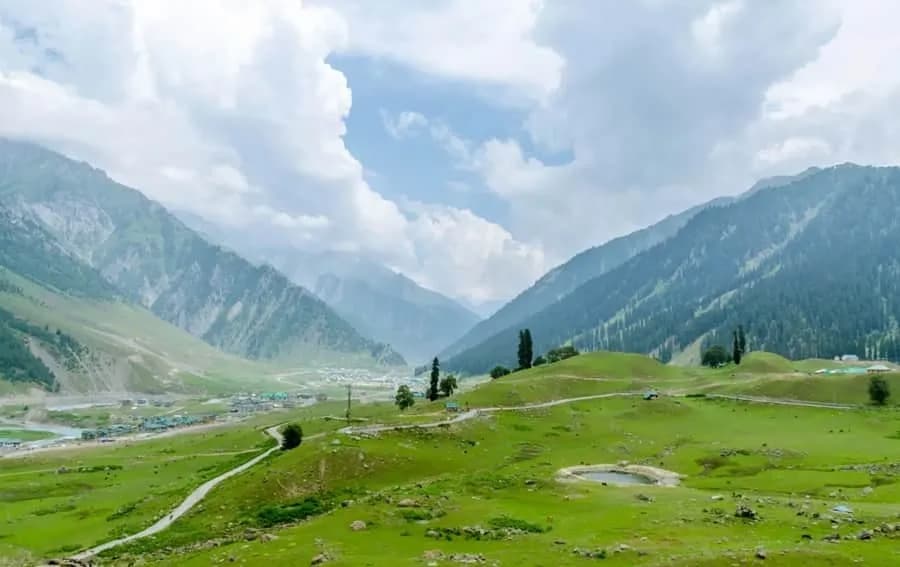 Sonamarg golden meadow